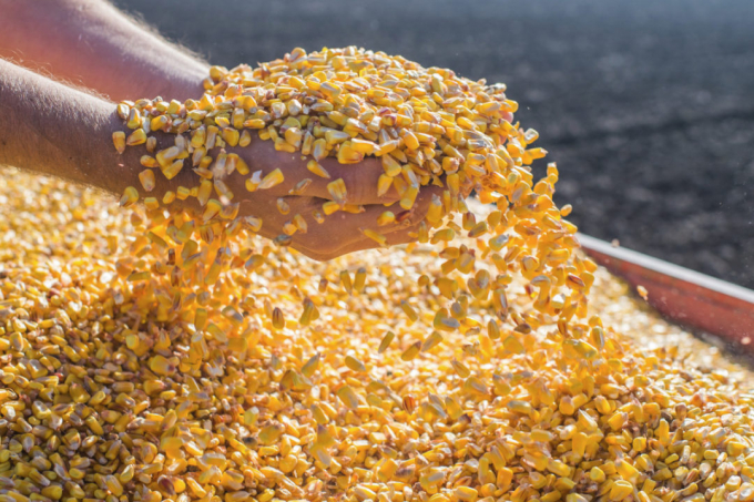 About 1 million ton of maize are imported to Vietnam every month.