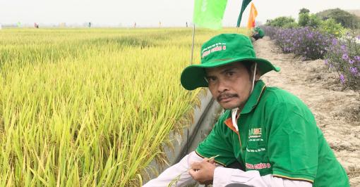 DT8 has been a popular choice for Mekong Delta-based farmers over the past years. Photo: Minh Dam.