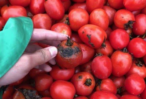 Cà chua bị thâm cuống, một số có hiện tượng bị mốc, thối.
