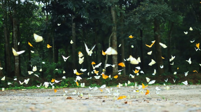 nhung-luong-buom-dau-mua-2021-dang-to-diem-cho-do-rung-vao-hoi--anh-manh-quyen-173505_302.jpg Vũ điệu của bướm