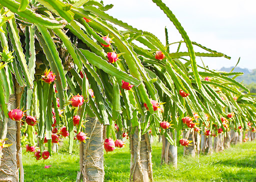 A dragon fruit garden in Vietnam.