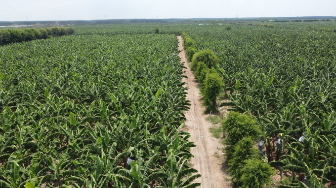 Banana farm of Unifarm in Binh Duong province. Unifarm is now exporting banana to South Korea.