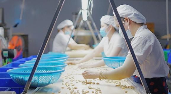 Processing cashew nuts at Tanimax (Long An province). Cashew nuts has many advantageous competitiveness in Morocco’s market.