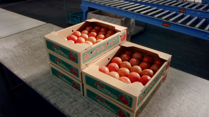 bell-farm-tomato-155239_37.jpg Phương thức sản xuất nông nghiệp ứng dụng kỹ thuật số cho ra những lô cà chua đều tăm tắp. Ảnh: BBC.