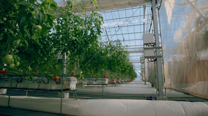tomato-155239_570.jpg Nhà kính trồng cà chua sạch sẽ, ngăn nắp. Ảnh: BBC.