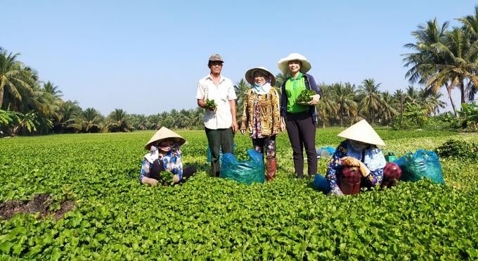 A vegetable farm is cultivated without pesticides or chemicals. Photo: Nguyen Thuy.