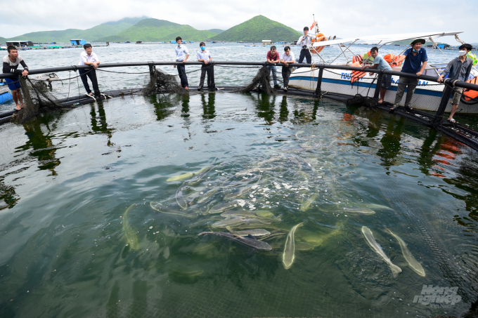 It is necessary to improve aquaculture productivity and follow a closed recirculation system. Photo: Tung Dinh.