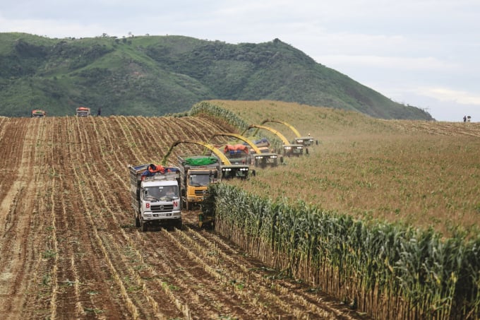 The goal is that by 2050 Vietnam will become one of the leading agricultural countries in the world. Photo: TL.