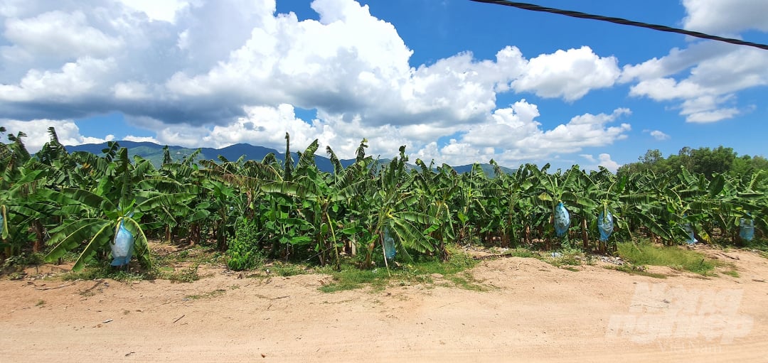 Tháng 11/2019, Cty CP Nông lâm nghiệp 24/3 (đóng tại xã Phổ Nhơn, TX Đức Phổ, tỉnh Quảng Ngãi) xuống giống 25ha chuối già Nam Mỹ canh tác theo tiêu chuẩn GlobalGAP - bộ tiêu chuẩn về thực hành nông nghiệp có thể tiếp cận thị trường toàn cầu. Đến thời điểm hiện tại, sau 10 tháng canh tác, diện tích chuối đang bắt đầu thu hoạch. Kết quả cho thấy, cây chuối sinh trưởng, phát triển tốt, đáp ứng được tiêu chuẩn xuất khẩu ra nước ngoài kể cả những thị trường khó tính ở Châu Á như Hàn Quốc. Ảnh: L.K.