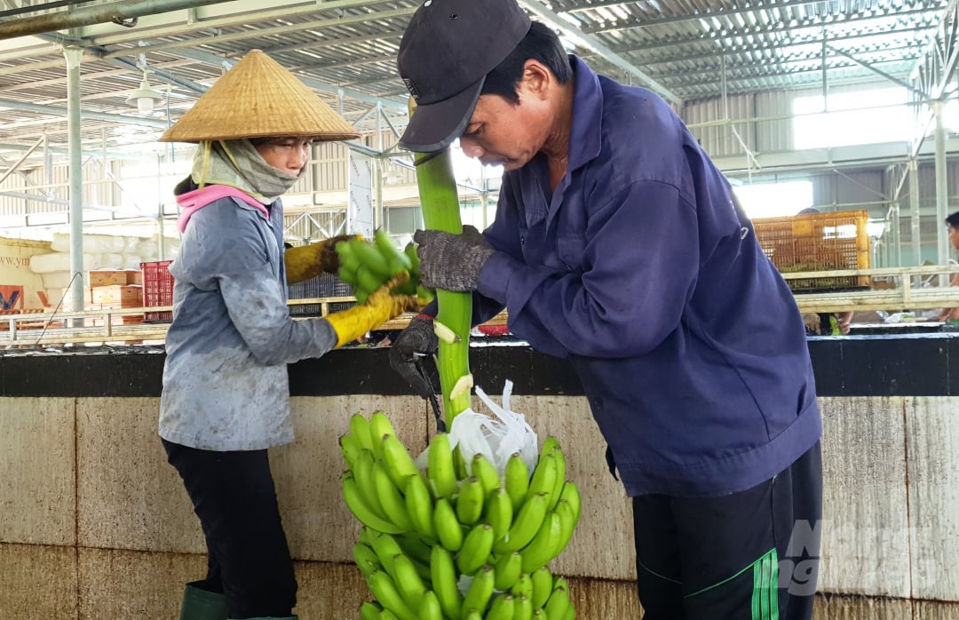 4-153040_932.jpg Ông Thành cho biết, tùy vào thị trường các nước nhập khẩu mà sẽ chọn tiêu chuẩn chuối để đóng gói. Hiện Cty đang đóng gói với trọng lượng 13/kg/hộp. Thị trường Hàn Quốc thường ưa chuộng chuối từ 6 - 9 nải/hộp còn Trung Quốc ưa thích loại nải to hơn, từ 4 - 6 nải/hộp. Cty đang xuất tại xưởng với giá 11.000 đồng/kg. Ảnh: L.K.