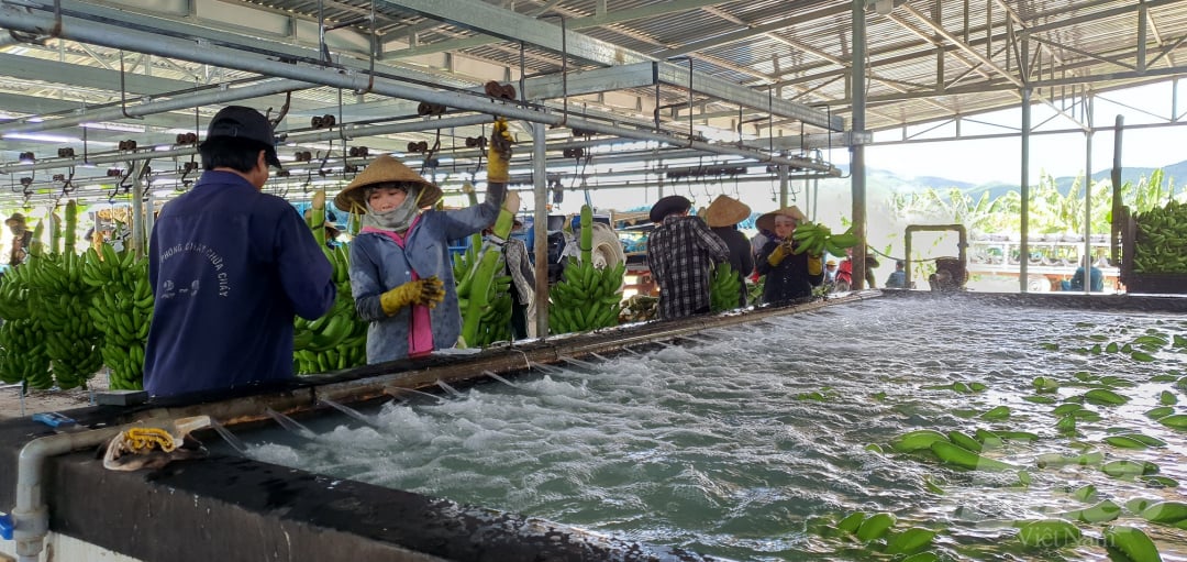 5-153041_88.jpg Các buồng chuối sau khi được chọn lựa sẽ cắt thành từng nải và cho vào bể nước chứa phèn để xử lý mủ cũng như các bụi bẩn bám trên quả đồng thời kiểm tra lại những quả nào bị bầm sẽ loại bỏ. Ảnh: L.K.