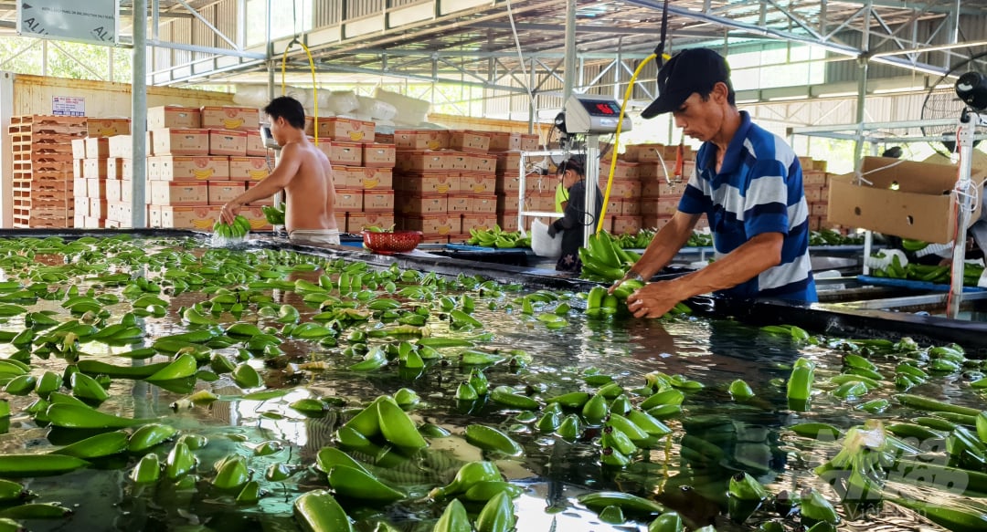 7-153043_103.jpg Sau khi được xử lý mủ và bụi bẩn, các nải chuối đáp ứng yêu cầu tiếp tục được xử lý phun khử khuẩn để đảm bảo phía gốc của mỗi nải không bị thâm đen sau một thời gian dài di chuyển đến các nước. Ảnh: L.K.