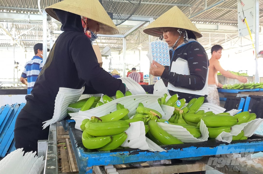 8-153044_124.jpg Những nải chuối đáp ứng yêu cầu tiếp tục được dán tem truy xuất nguồn gốc trước khi đến công đoạn cuối cùng là đóng gói. Ảnh: L.K.