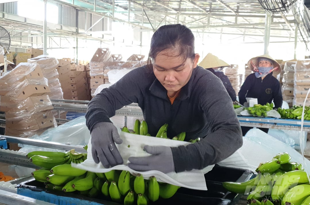 9-153045_143.jpg Công đoạn tiếp theo, nải chuối sẽ được dừng các lớp xốp mỏng ngăn cách để hạn chế sự va đập, cọ xát với nhau, đảm bảo giữ được hình thức đẹp mắt bên ngoài. Ảnh: L.K.