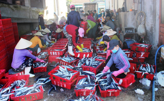 Công tác triển khai chống khai thác IUU ở Quảng Ngãi vẫn còn một số tồn tại, hạn chế cần sớm khắc phục. Ảnh: L.K.