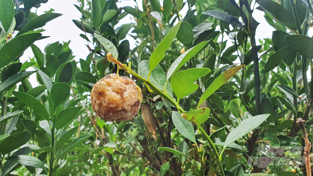 Nếu như các năm trước, quất cảnh mang lại nguồn thu nhập cao, ổn định cho người dân Cẩm Hà thì năm nay lại không được như mong đợi. Mưa bão liên tục trong năm qua khiến cho người trồng quất tại đây bị thiệt hại rất lớn. Nhiều nhà vườn có đến khoảng 90% số chậu quất bị chết do ngập úng và nấm bệnh. Ảnh: L.K.