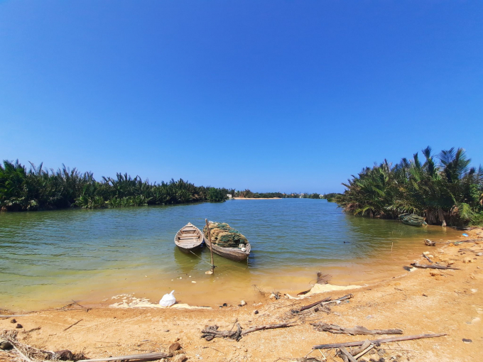Rừng dừa nước Cẩm Thanh, nơi được đề nghị chuyển đổi để làm khu đô thị Cồn Tiến. Ảnh: L.K.