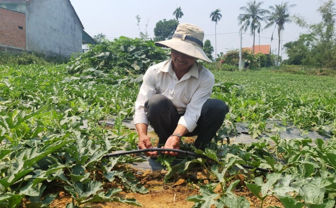 2-091528_951.jpg Phân Premium Fertilizer tan trong nước hoàn toàn, phù hợp với công nghệ tưới nhỏ giọt. Ảnh: L.K.