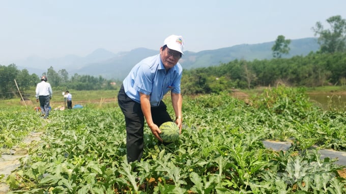 4-091530_5.jpg Năng suất cây dưa hấu sau khi sử dụng phân Premium Fertilizer để tưới nhỏ giọt tăng lên gấp 2 lần. Ảnh: L.K.