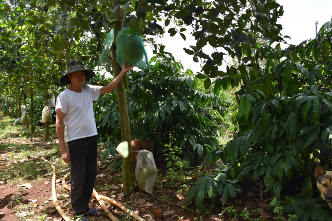 Nhờ ché phẩm IMO, vườn mít của ông Thiện luôn cho năng suất cao. Ảnh: Lê Khánh.