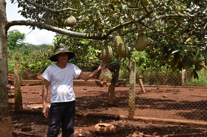 Cây sầu riêng phát triển tốt nhờ chế phẩm IMO. Ảnh: Lê Khánh.