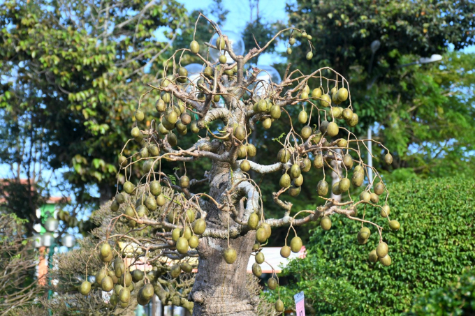 3-232509_872.jpg Những quả có ra chi chít trên thân cây chỉ cao khoảng 1,5m. Ảnh: L.K.