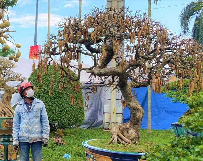 5-232511_904.jpg Người dân ngang qua không thể không dừng lại để ngắm nhìn cây me độc đáo này. Ảnh: L.K.