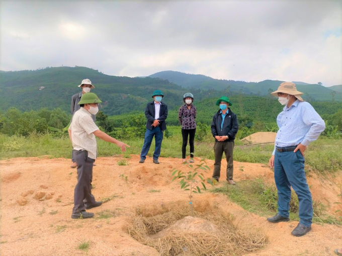 2-140851_369.jpg Từ sau Tết Nguyên đán đến nay, nhìn chung cây trồng sinh trưởng, phát triển bình thường. Ảnh: A.T.
