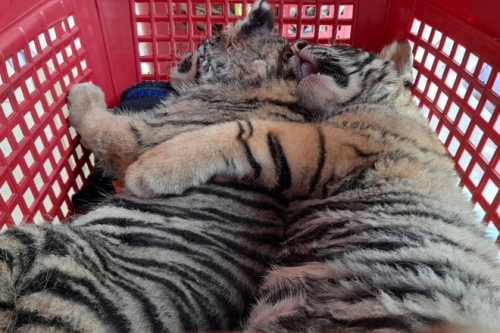 Through inspection, the authorities had discovered that the vehicle was transporting tiger individuals.