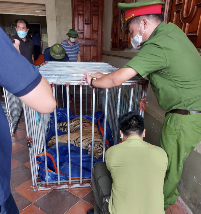 unnamed--sao-chep-094139_510.jpeg Ngày 4/8 cơ quan chức năng tiến hành kiểm tra đột xuất cơ sở nuôi nhốt trên địa bàn huyện Yên Thành và phát hiện 17 cá thể hổ.