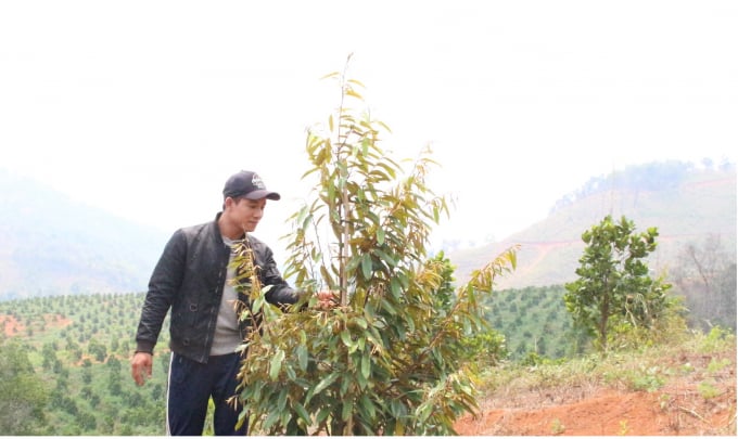 Sầu riêng là sản phẩm chủ lực của trang trại. Ảnh: LK.