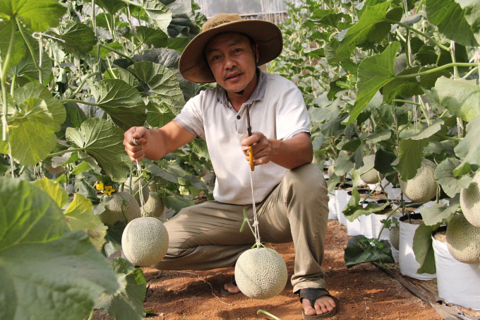 z2360488206293_58afc28284b610c78a7aeede353d65f6-104758_441.jpg Nông dân thực hiện mô hình trồng dưa lưới theo tiêu chuẩn VietGAP tại TP Buôn Ma Thuột. Ảnh: Quang Yên.