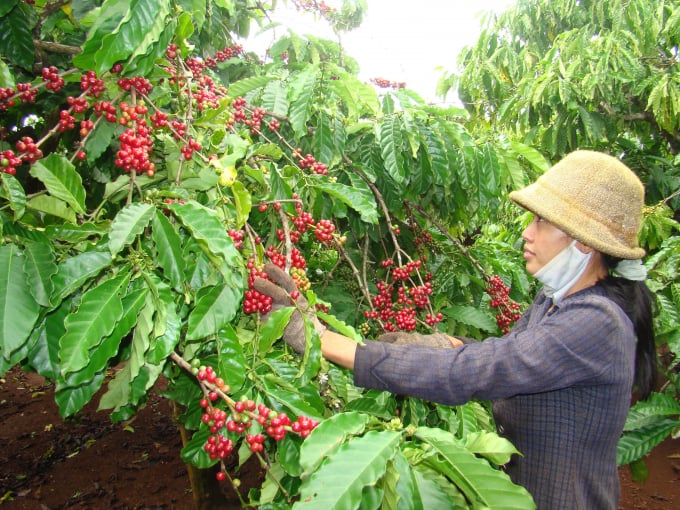 z2387406456276_3839daad3ec0a1e9a5611cb0c46de473-105700_542.jpg Do giá cà phê thấp nên hoạt động của ngành công đoàn gặp nhiều khó khăn.