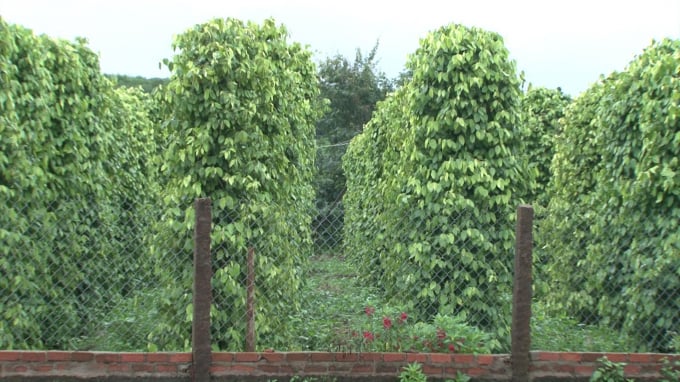Eighty-five percent of Chu Se’s pepper growing area used Vinh Linh variety.