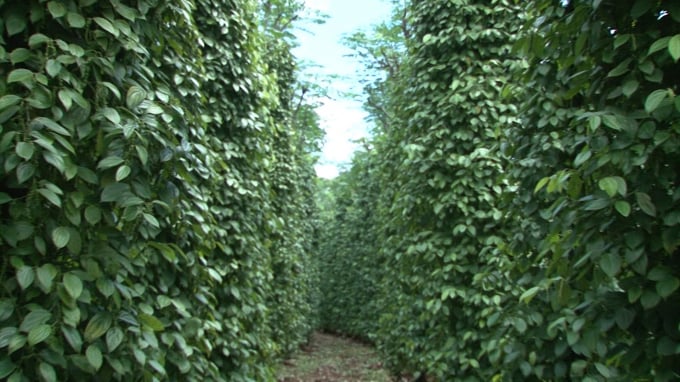 Chu Se’s agricultural agency has taken various measures to develop the pepper industry sustainably.