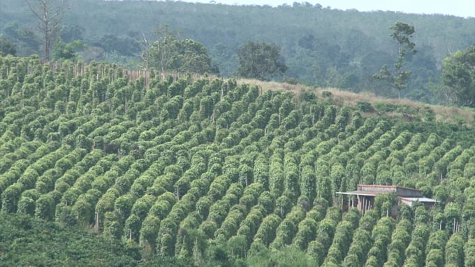 Chu Se’s agricultural competent agency is actively promoting Chu Se pepper.