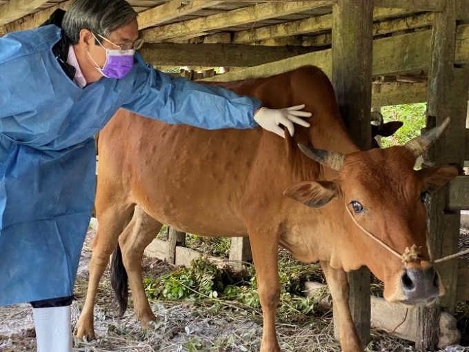 A leader of the Department of Animal Health (DAH) is taking samples from a cow a suspected outbreak of LSD in Huu Lung District, Lang Son Province. Photo: DAH.