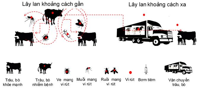 The disease is easily spreading in many different ways. Graphics: DAH.