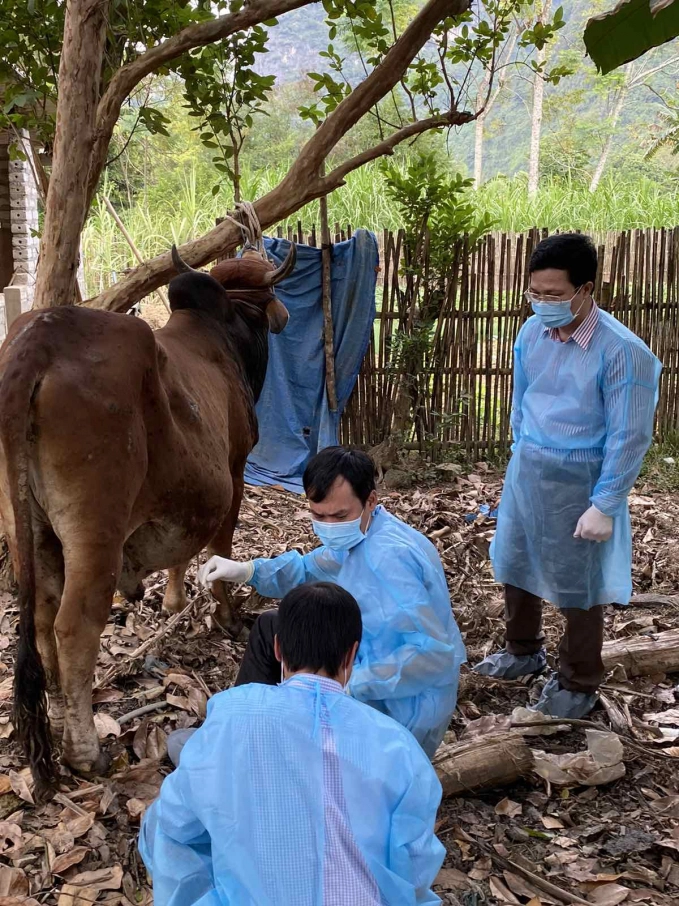 Officials from the DAH are examining and take samples from a cow in the suspected outbreaks in Lang Son Province. Photo: DAH.