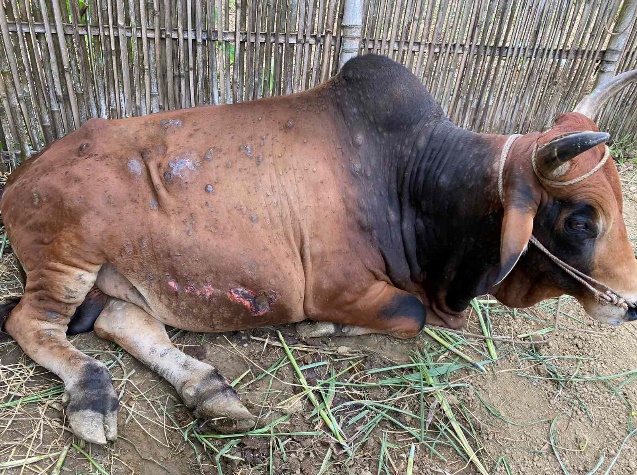Scales, ulcers, and scars appear on the skin of an infected cow. Photo: DAH.