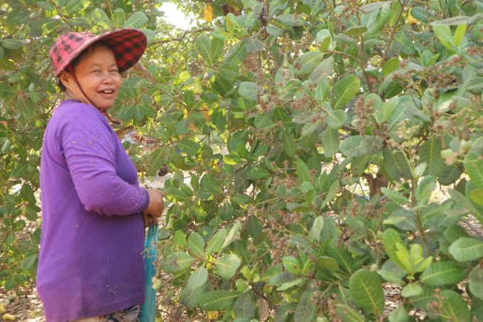 A cashew garden in Cambodia. 