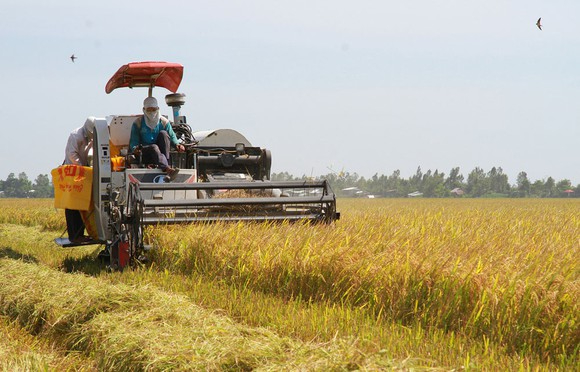 There are no explicit laws defining criteria for determining the degree of synchronous mechanization in agriculture or evaluating agricultural mechanization operations. Illustrative photo: TL. 