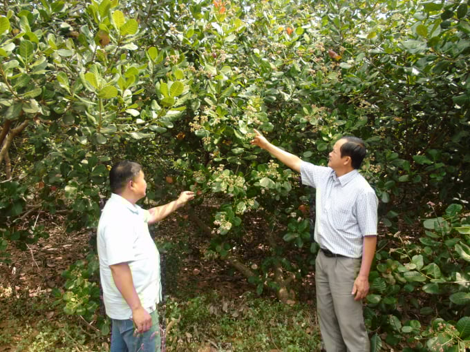 The five-year-old stunning organic cashew garden of Mr. Dong with healthy and 'uniformed' trees. Photo: Hong Thuy. 