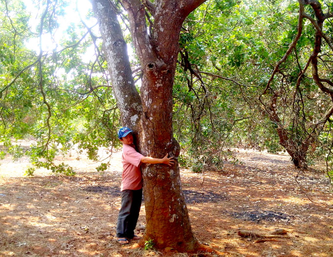 Mr. Dong has a beautiful ancient cashew garden with some tree roots able to be braced by both arms. This ancient cashew garden is cared for according to VietGAP standards. Photo: Hong Thuy.