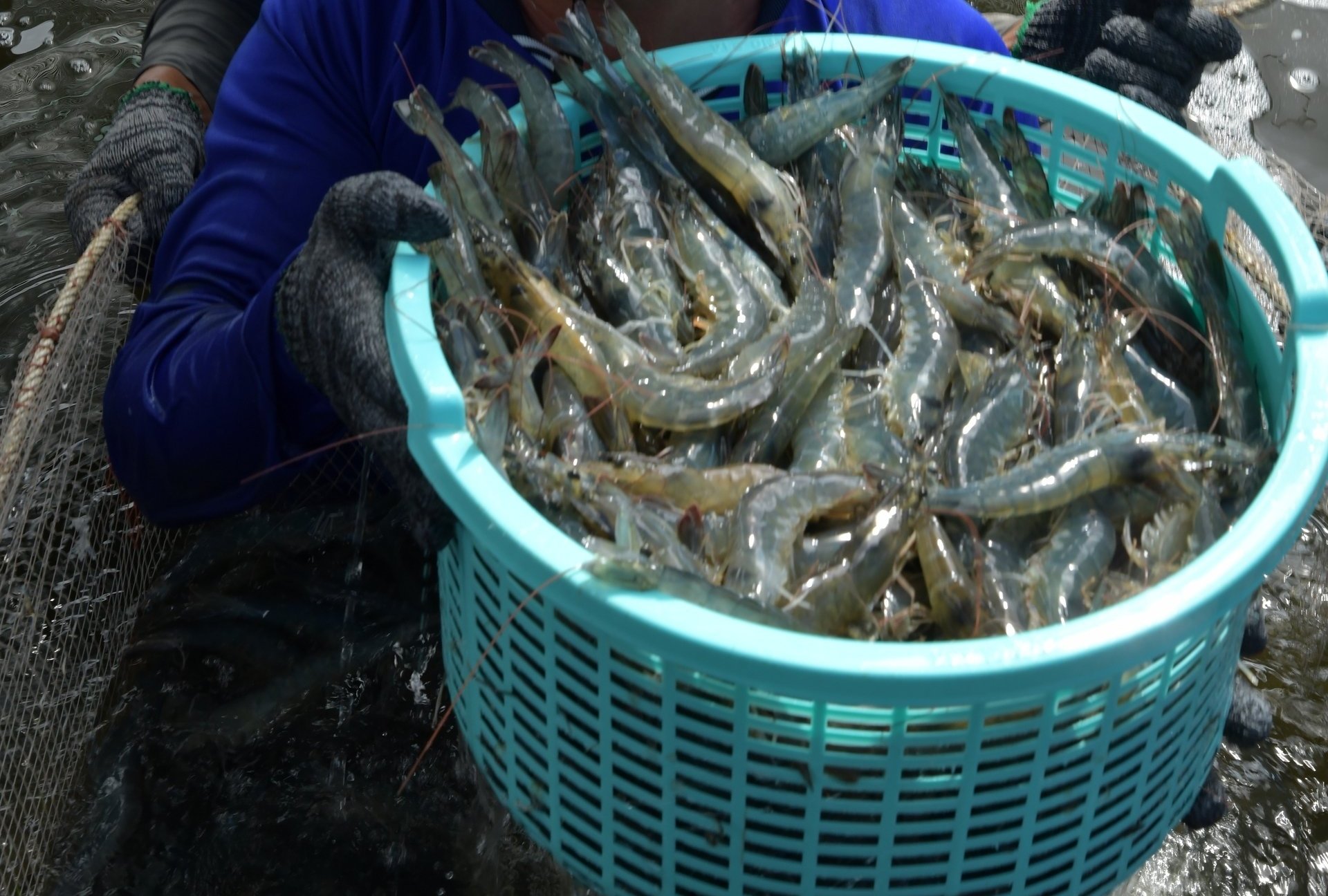 Đảm bảo nguồn nguyên liệu ổn định cho chế biến, xuất khẩu thủy sản là yếu tố then chốt giúp ngành duy trì đà tăng trưởng. Ảnh: Hồng Thắm.