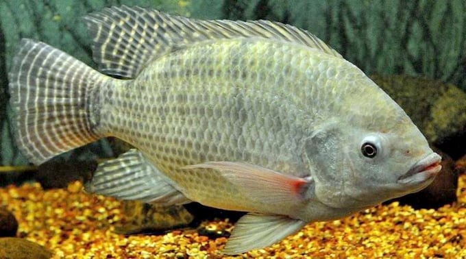 Brazil lifts ban on Vietnamese tilapia imports. Photo: NNVN.