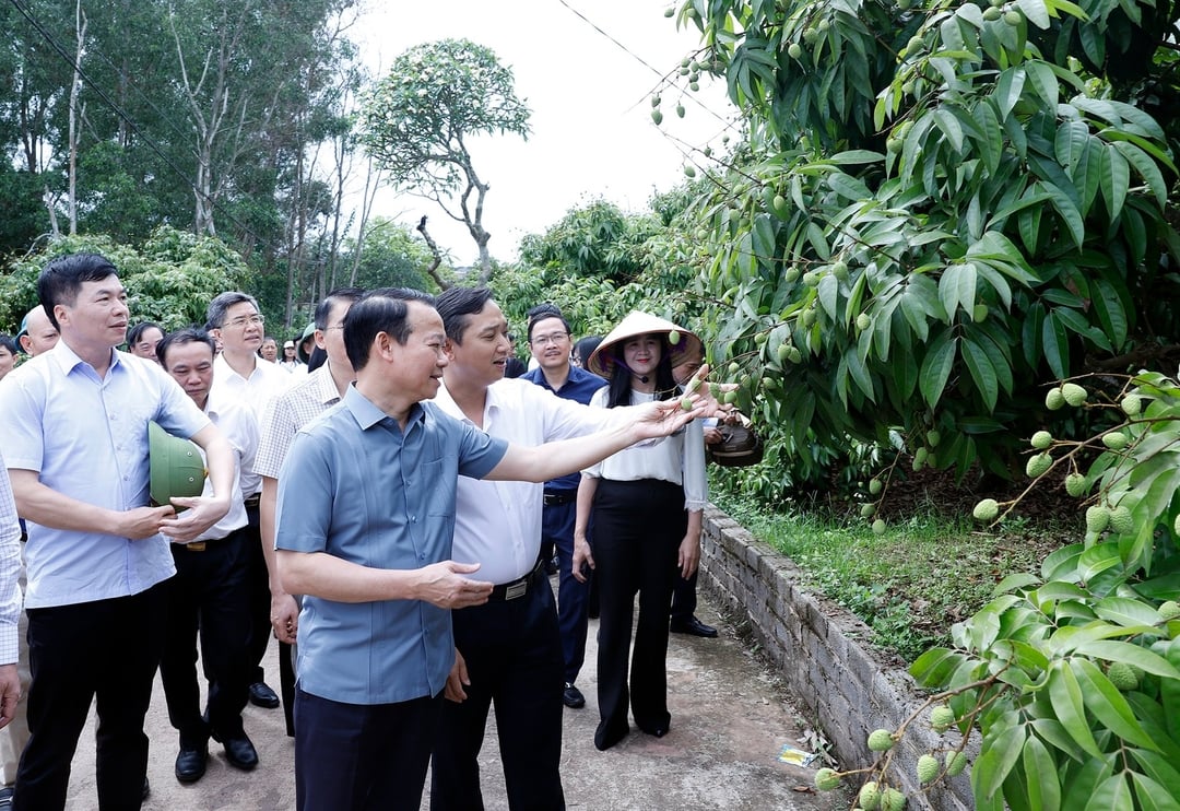 Bộ trưởng Đỗ Đức Duy kiểm tra vùng trồng vải tại Bắc Giang. Ảnh: Khương Trung.