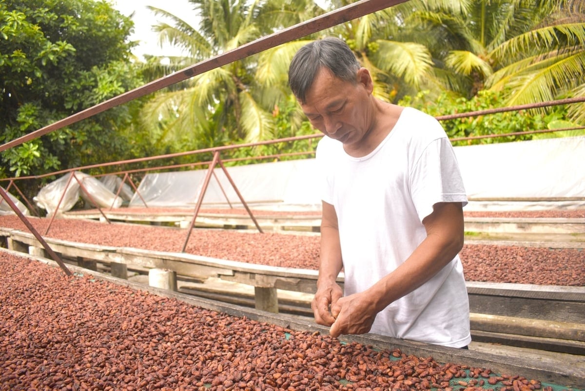 The price of dry cocoa beans is now 2–3 times higher than before. Photo: Minh Dam.