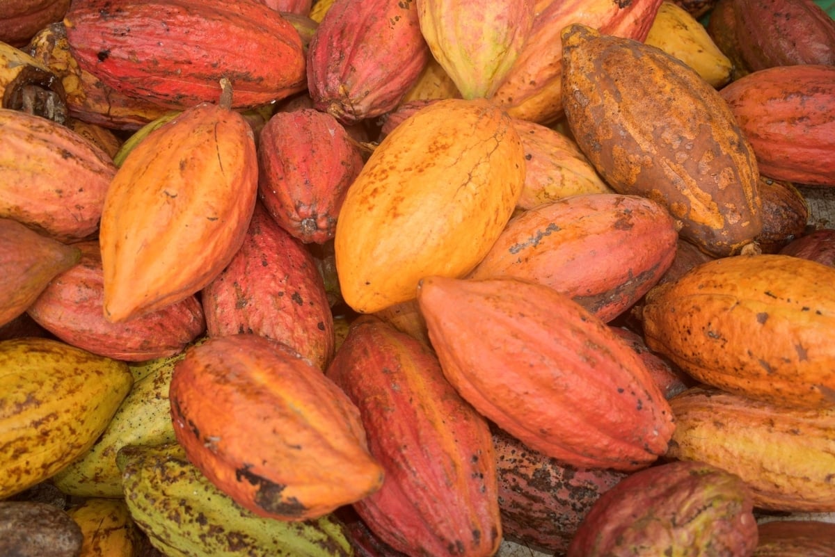 Cocoa fruit prices have risen sharply in recent times, now at 15–17 thousand dong per kg, and farmers are optimistic, expanding areas. Photo: Minh Dam.