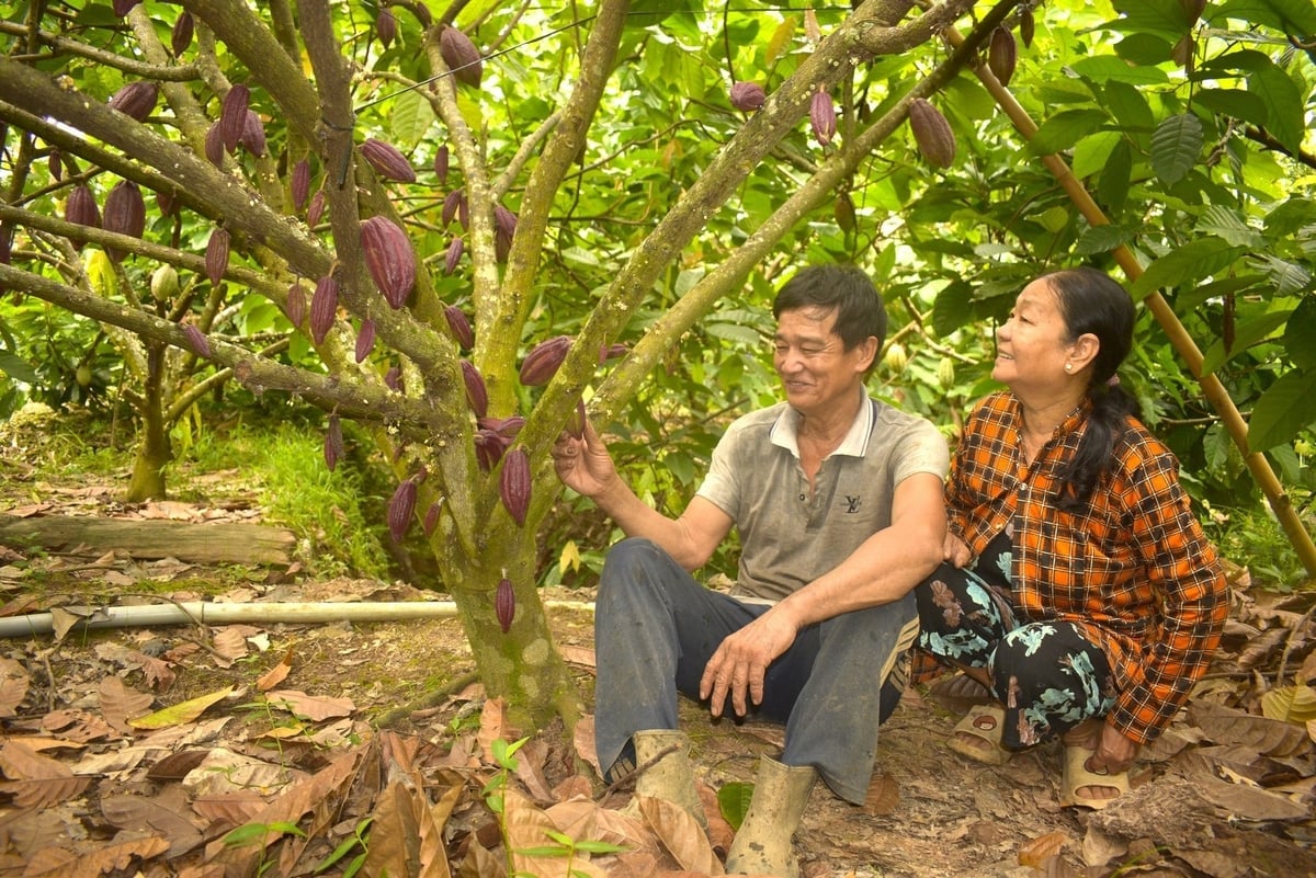 Nguyen Van Chinh’s family has steady income from growing cacao organically under a corporate partnership. Photo: Minh Dam.